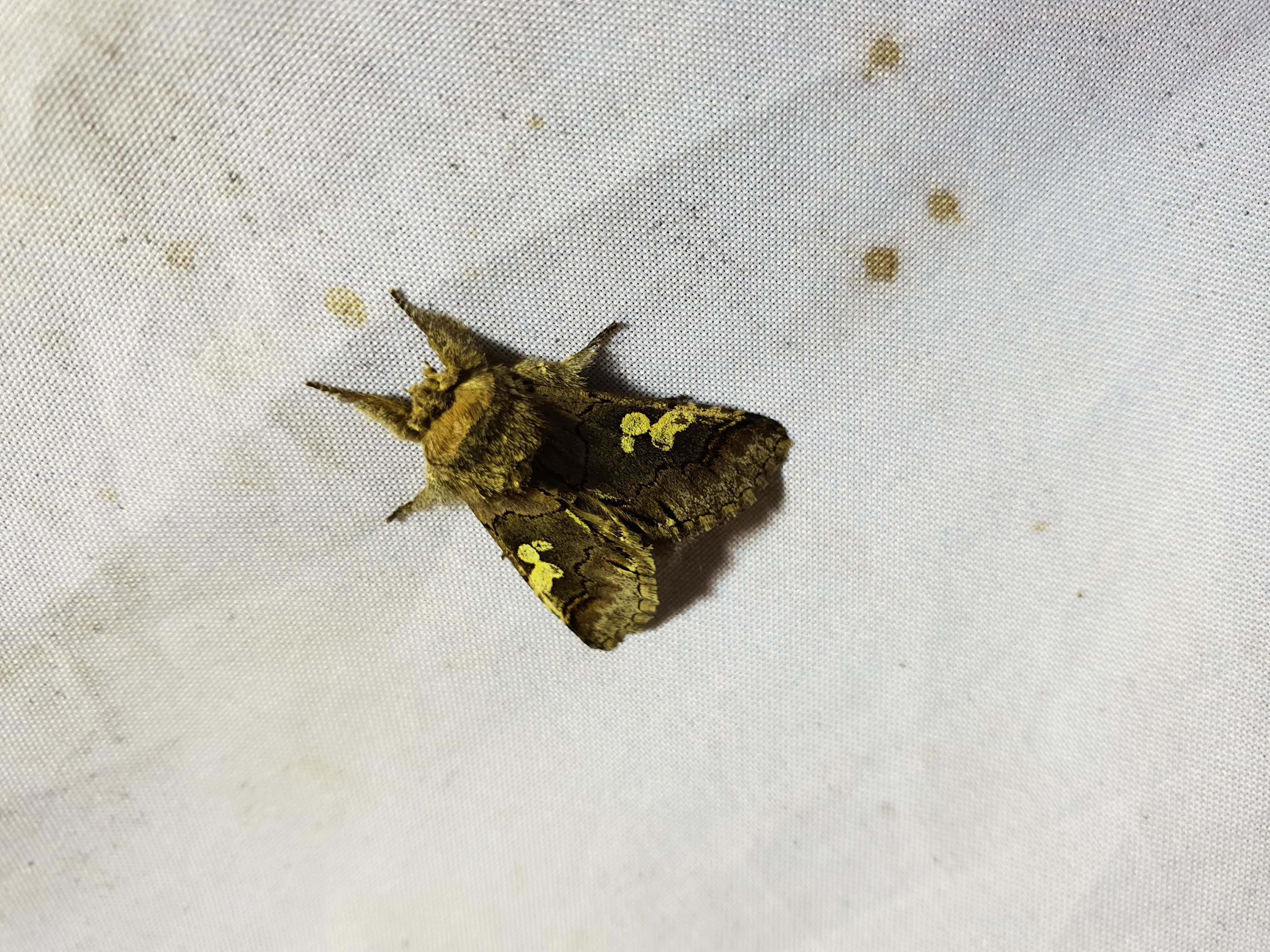 Diloba caeruleocephala - őszi kékesbagoly