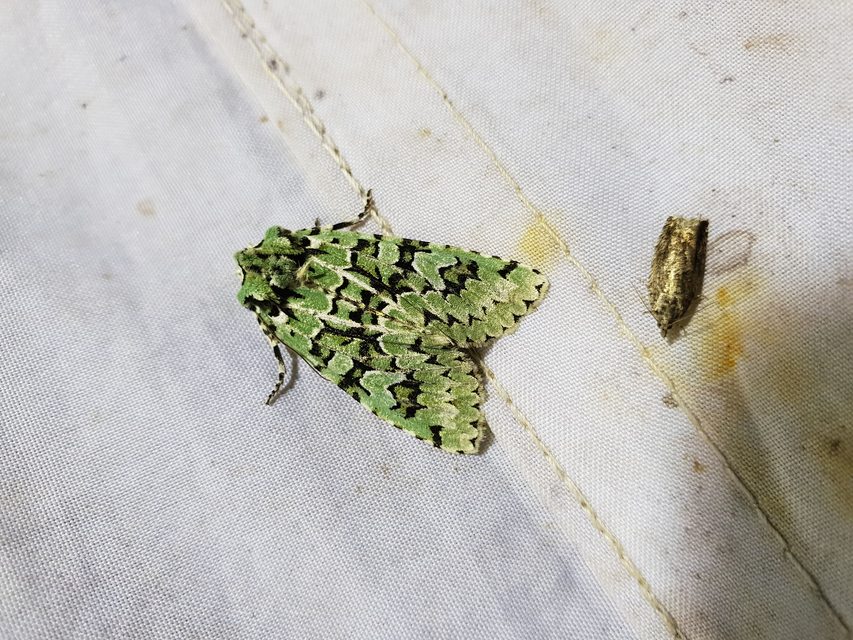 Griposia aprilina - őszi zöldbagoly