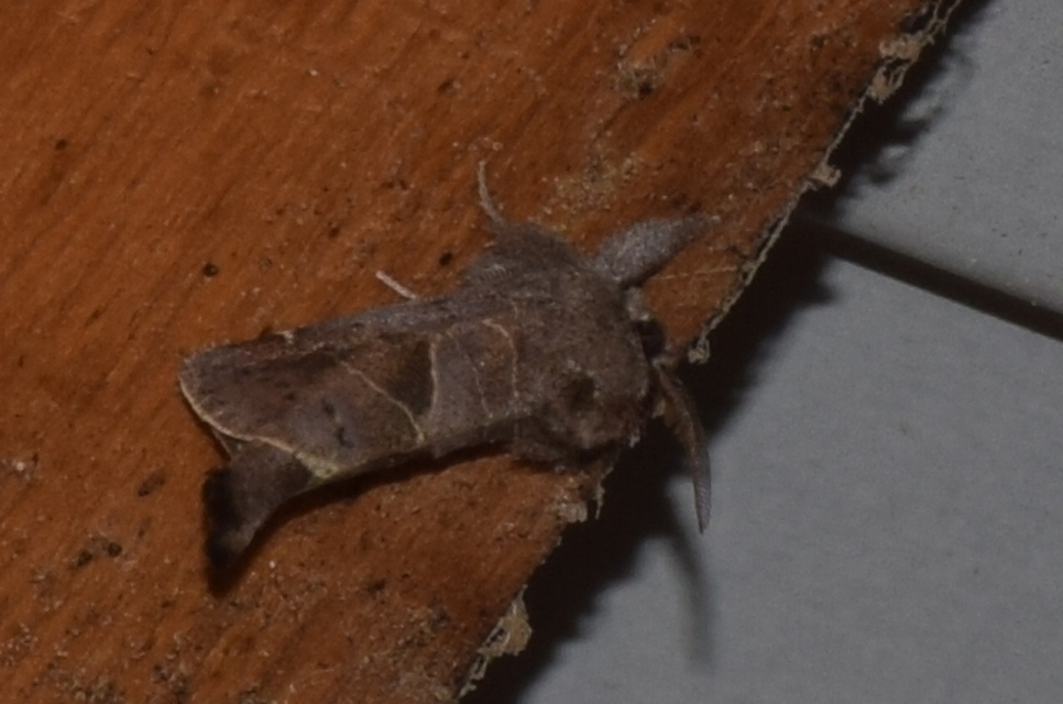 Clostera pigra - apró levélszövő