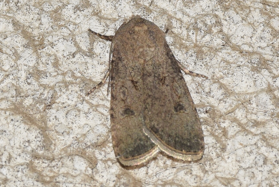 Agrotis segetum - vetési földibagoly