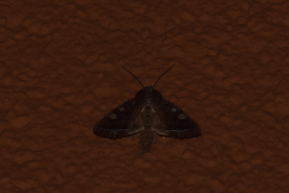 Lacanobia oleracea - saláta-kertibagoly