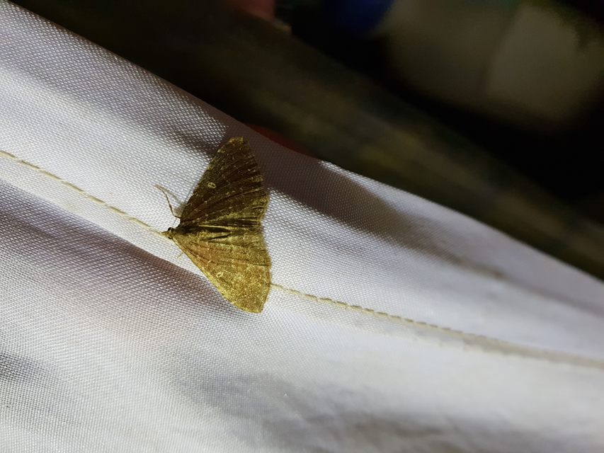 Orthonama obstipata - vándoraraszoló