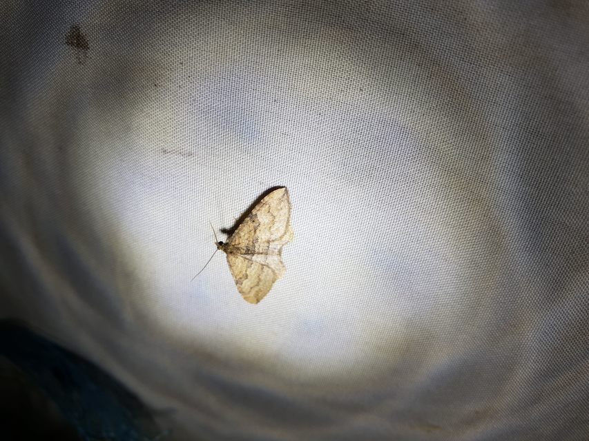 Orthonama obstipata - vándoraraszoló