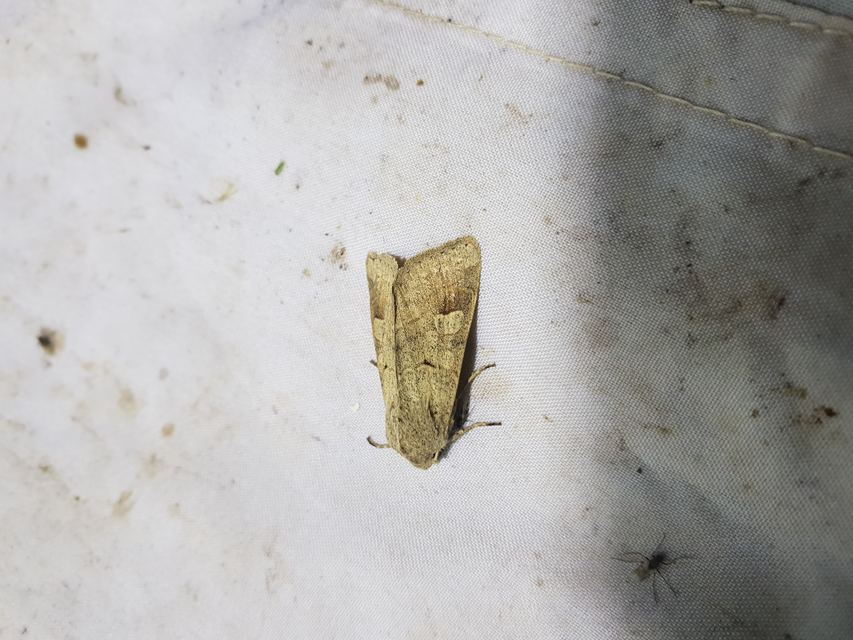 Ammoconia caecimacula - szürke őszibagoly