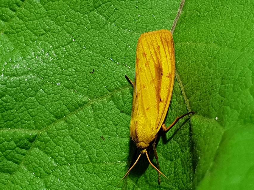 Rhyparioides metelkana - Metelka-medvelepke