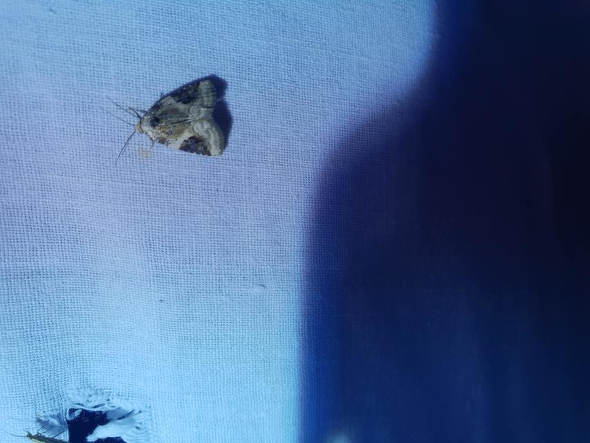 Pseudeustrotia candidula - fehéres apróbagoly