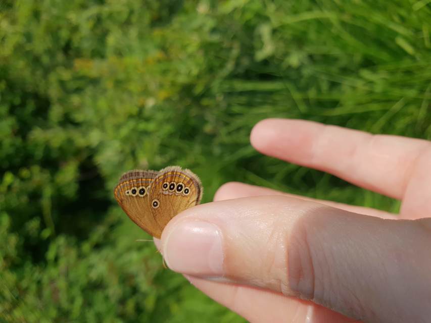 Coenonympha oedippus - ezüstsávos szénalepke