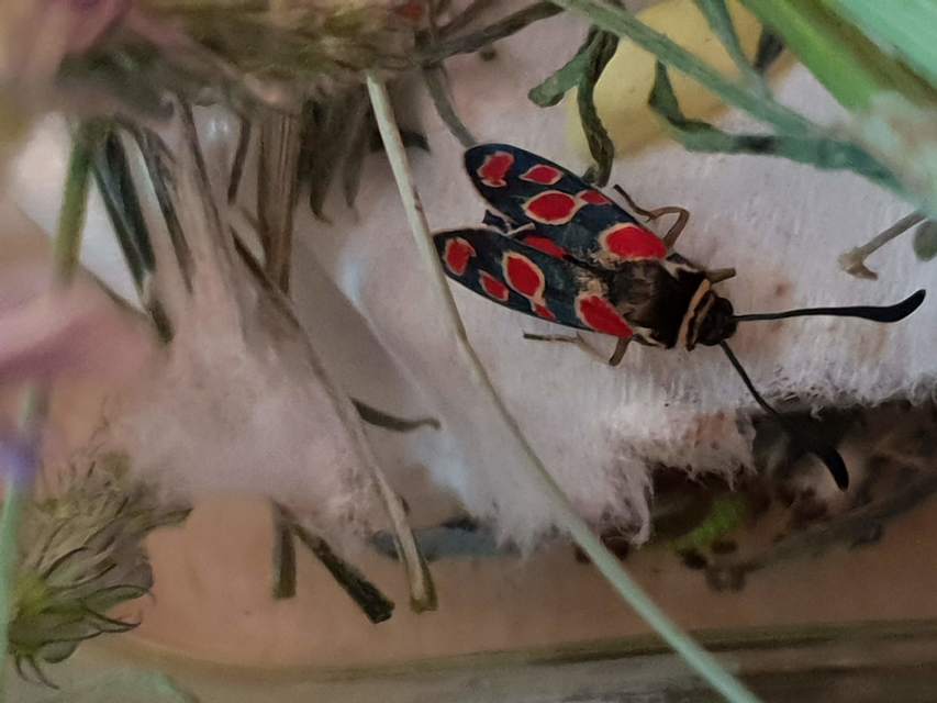 Zygaena carniolica - fehérgyűrűs csüngőlepke