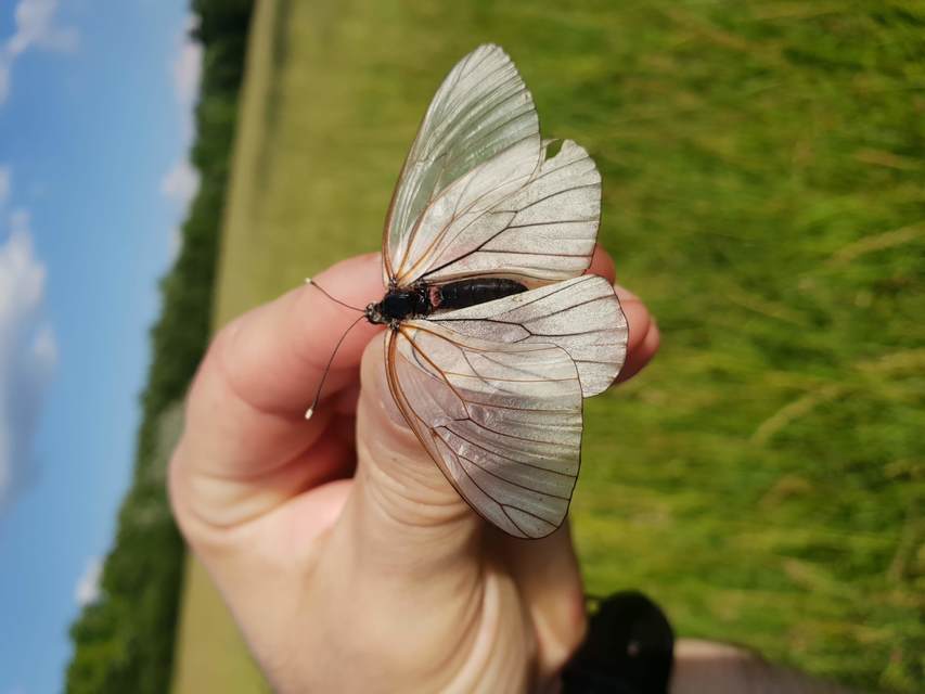Aporia crataegi - galagonyalepke