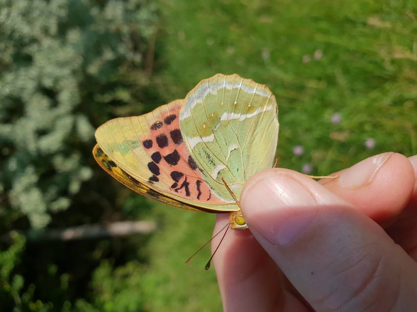 Argynnis pandora - zöldes gyöngyházlepke