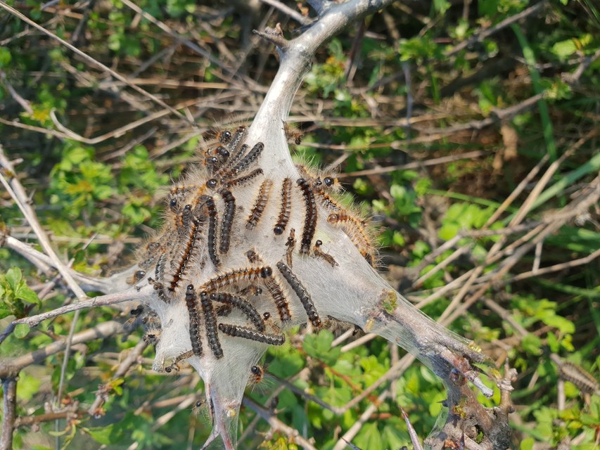 Eriogaster catax - sárga gyapjasszövő