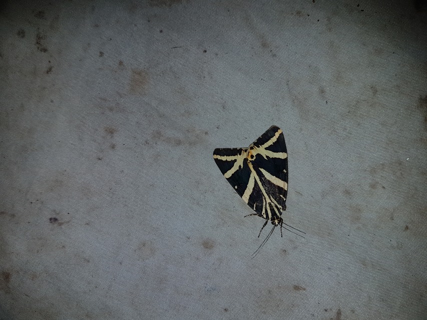 Euplagia quadripunctaria - csíkos medvelepke