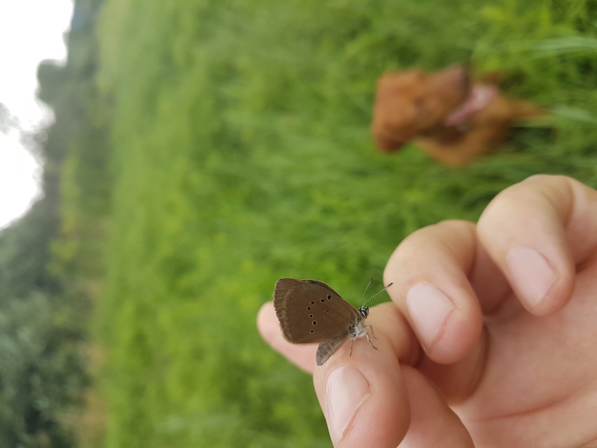 Phengaris nausithous - sötétaljú hangyaboglárka