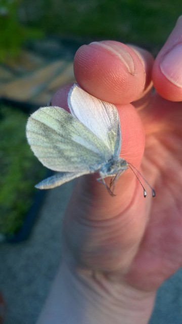 Leptidea sinapis - mustárlepke