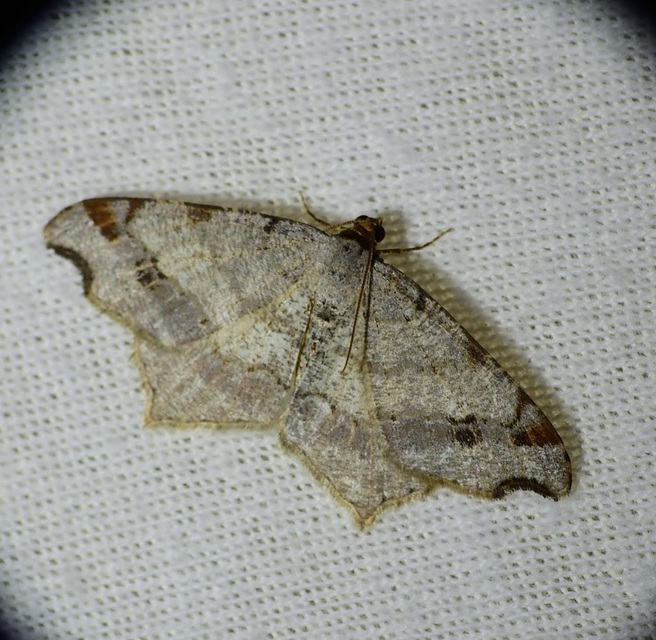 Macaria alternata - közönséges szürkearaszoló