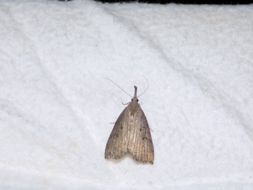 Hypena rostralis - közönséges karcsúbagoly