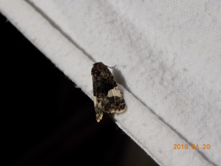 Tyta luctuosa - fekete nappalibagoly