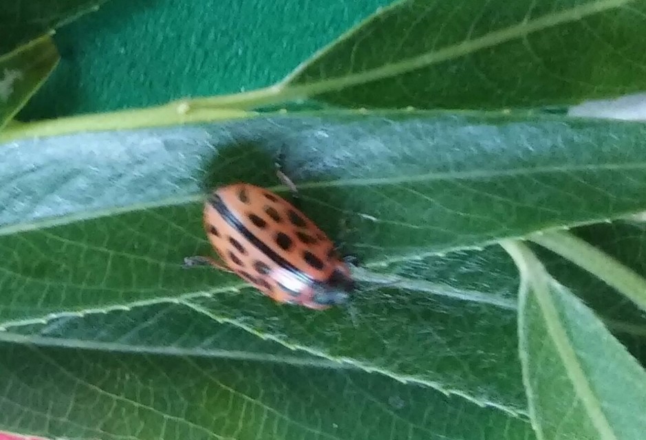 Chrysomela vigintipunctata - húszfoltos fűzlevelész
