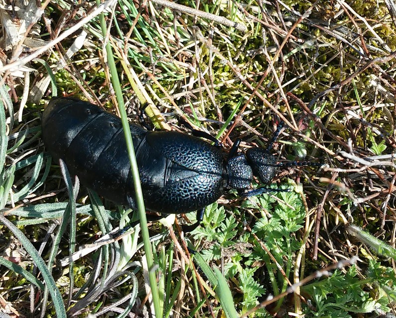 Meloe cicatricosus - óriásnünüke