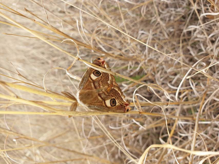 Saturnia pavoniella/pavonia