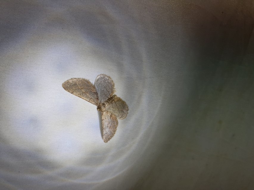 Agriopis bajaria - kökény-téliaraszoló
