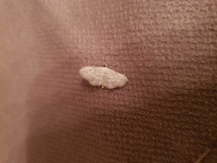 Idaea seriata - szürke apróaraszoló