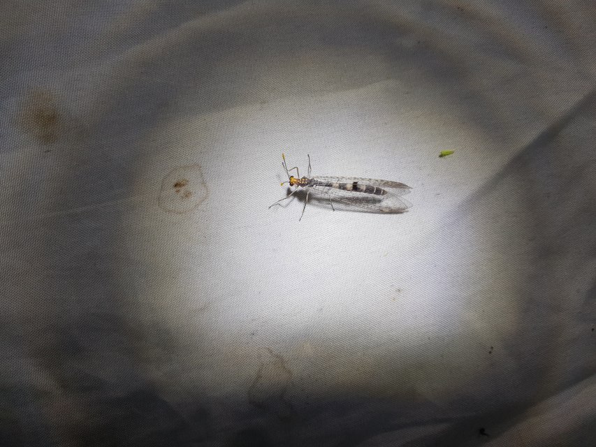 Megistopus flavicornis - kétfoltos hangyaleső