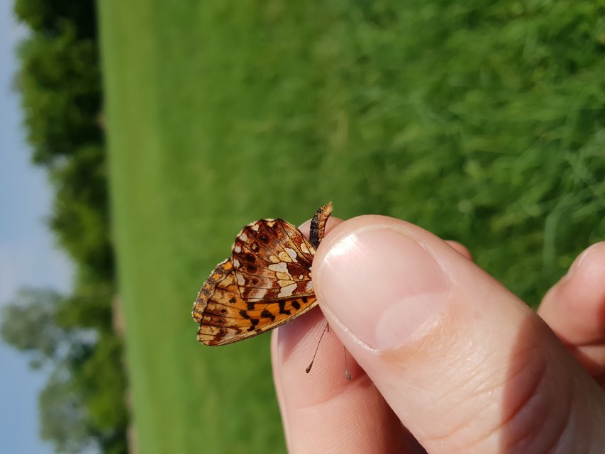 Boloria dia - kis gyöngyházlepke