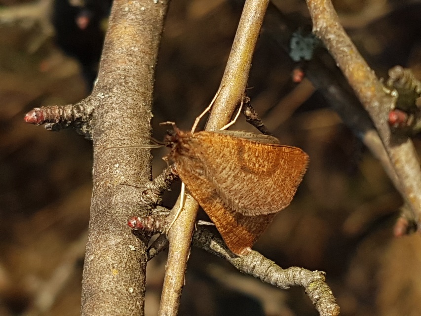 Lignyoptera fumidaria - füstös ősziaraszoló