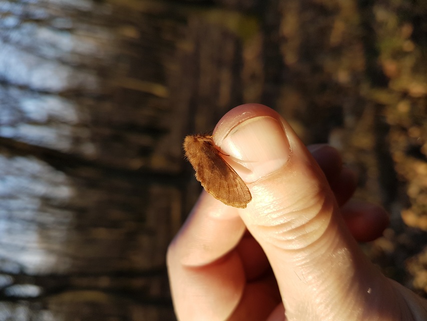 Ptilophora plumigera - tollas púposszövő