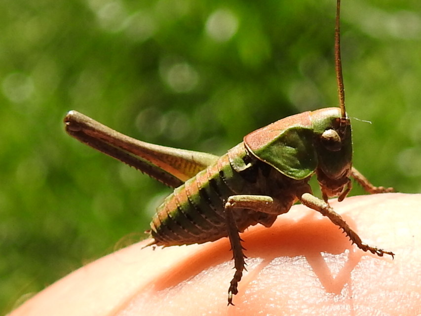 Decticus verrucivorus - szemölcsevő szöcske