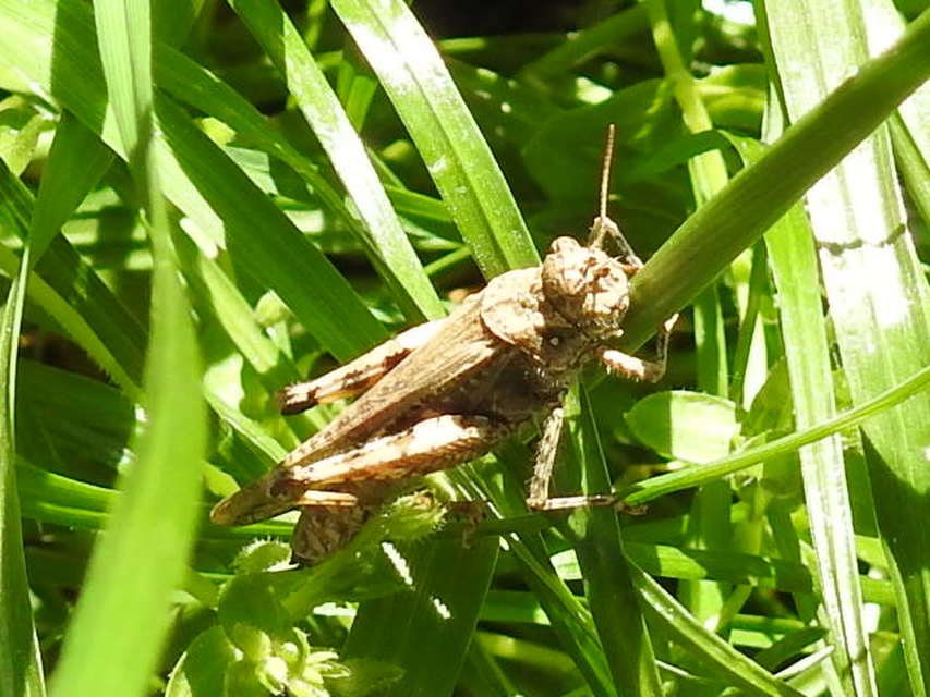 Acrotylus insubricus - önbeásósáska