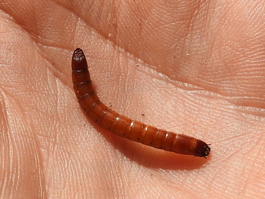 Melanotus