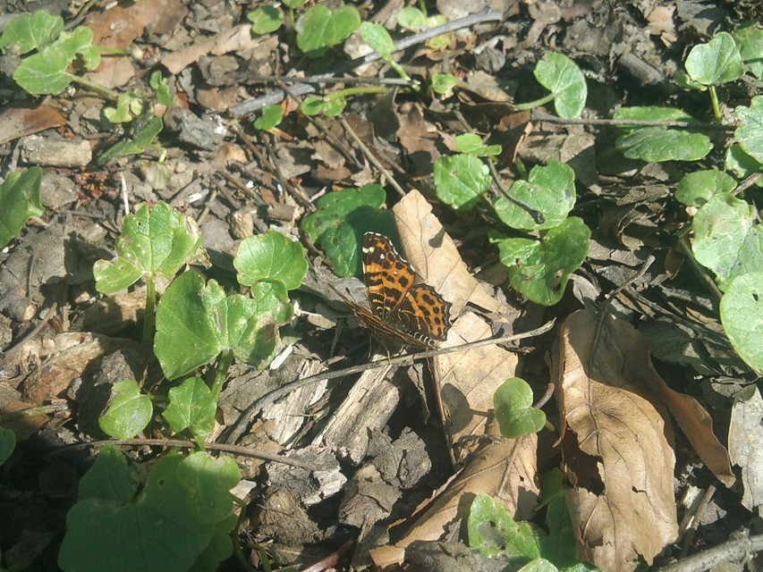 Araschnia levana - pókhálós lepke