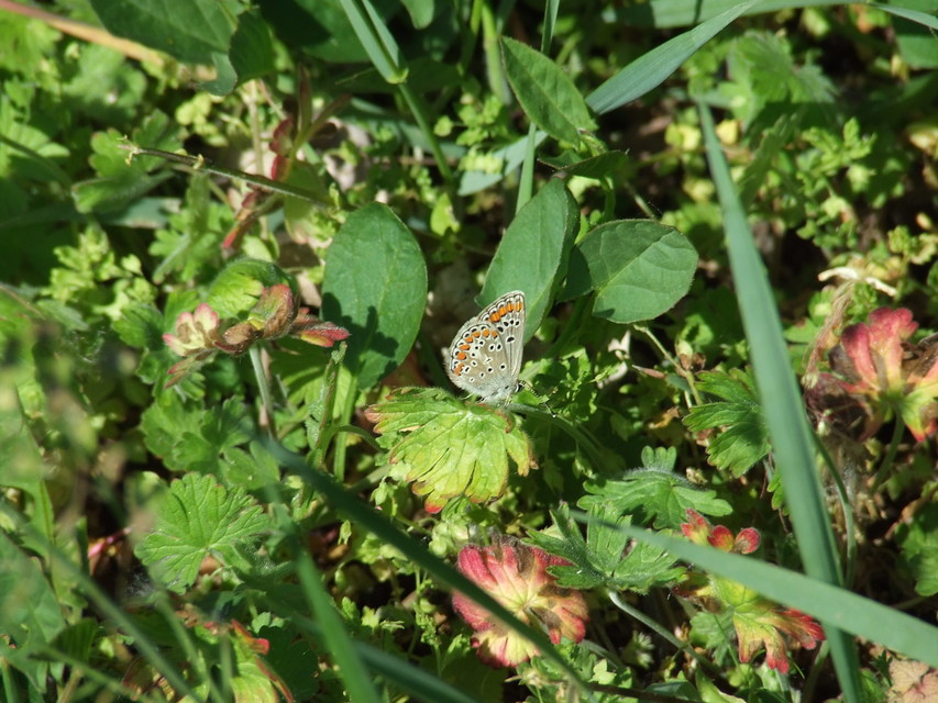 Aricia agestis - szerecsenboglárka