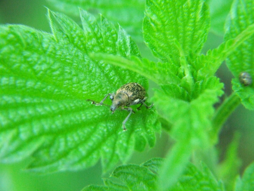 Phyllobius