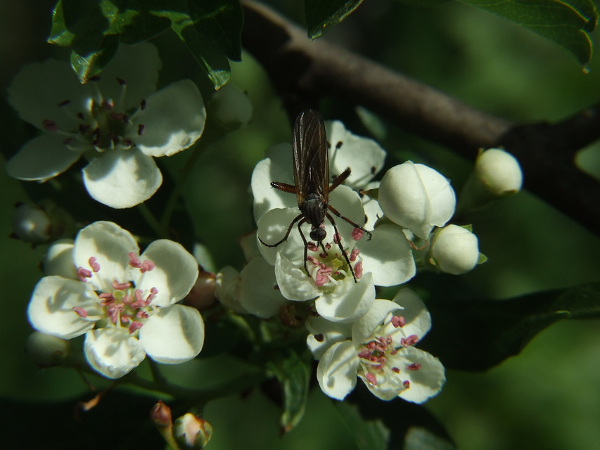 Empididae - táncoslegyek