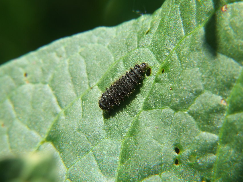 Galeruca