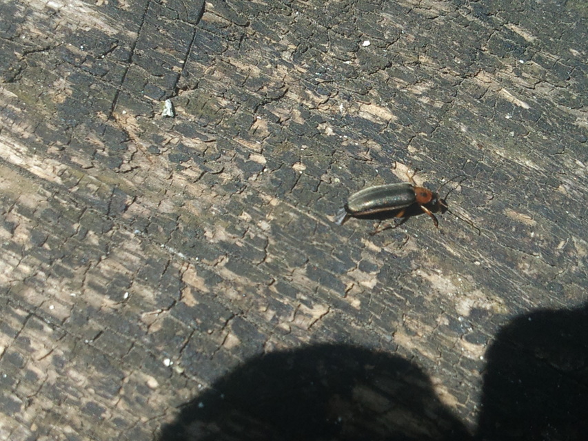 Osphya bipunctata - kétalakú komorka