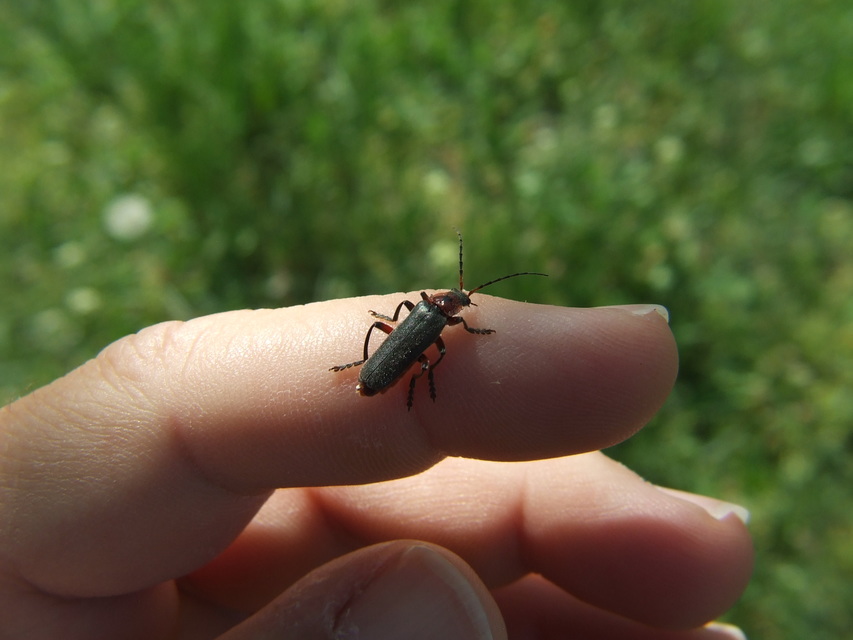 Cantharis rustica - suszterbogár
