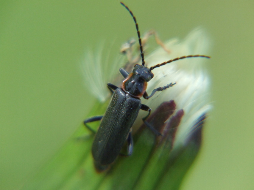 Cantharidae - lágybogárfélék