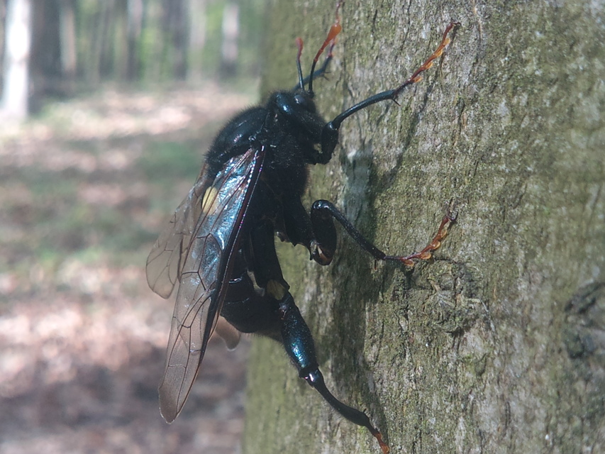 Cimbex femoratus - fekete buzogányos levéldarázs