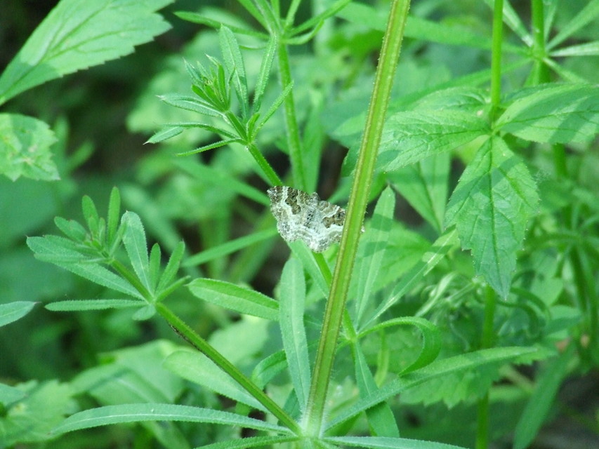Epirrhoe alternata - galaj-tarkaaraszoló