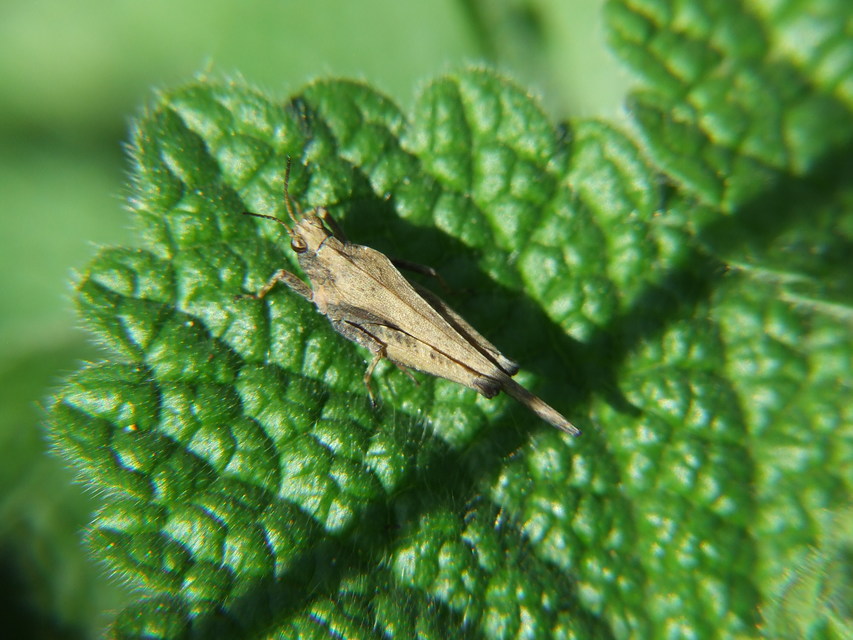 Tetrix subulata - közönséges tövishátúsáska