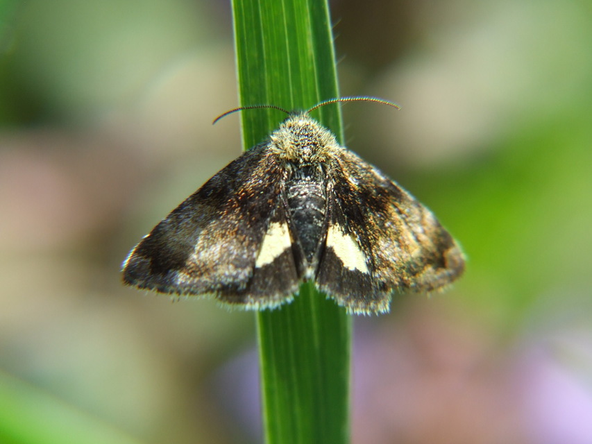 Panemeria tenebrata - apró sárgabagoly