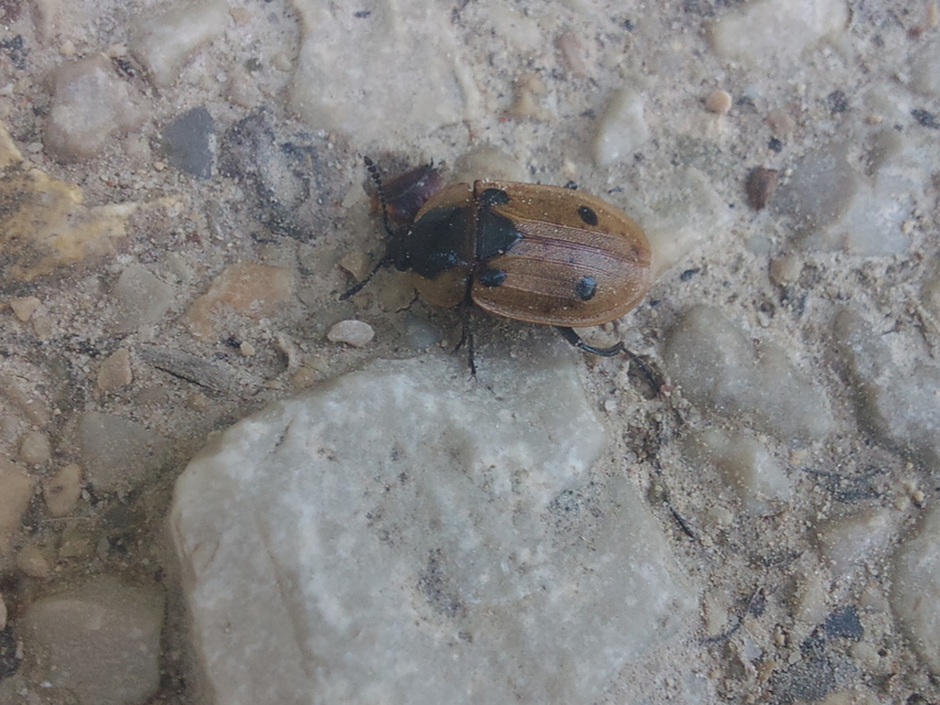 Dendroxena quadrimaculata - négypettyes dögbogár