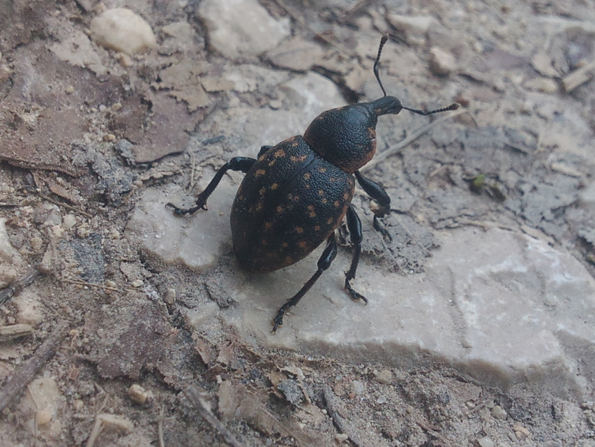 Liparus