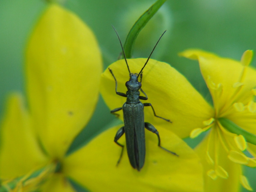 Oedemera