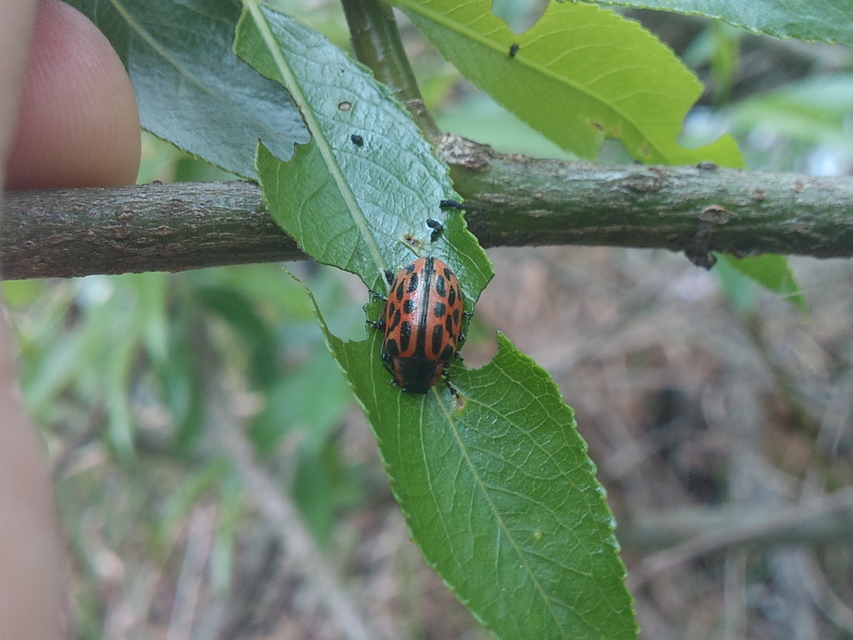 Chrysomela vigintipunctata - húszfoltos fűzlevelész