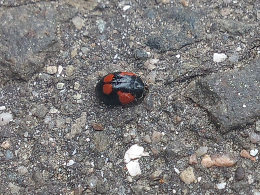 Adalia bipunctata - kétpettyes katica